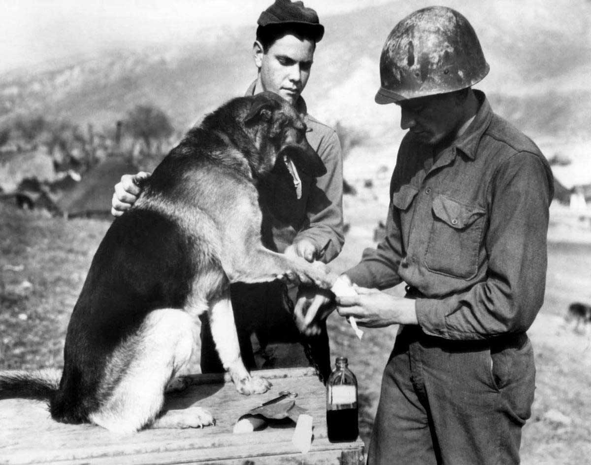 Собаки герои Великой Отечественной войны Джульбарс